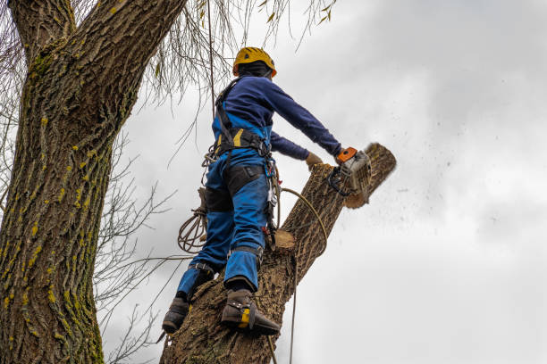 Best Tree Clearing Services  in Pontiac, MI